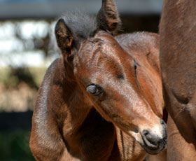 Sire Howetown Dreamcatcher (imp)
Dam Farleigh Odette sod Trellech Enigma (imp)
Very fine brown colt, 2 white hind feet, exceptional quality, wealth of imported breeding.
