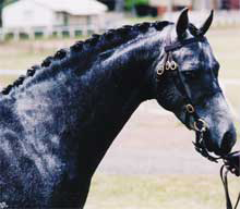 Grey Riding Pony Stallion 13.1 hh
By Syon Royal Portrait (IMP) (SOS Sandbourne Royal Ensign (IMP UK) out of Furzey Catoushka
(SOD Pinehurst Concerto).