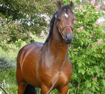 Bay 14.2hh Riding Trellech Enigma (IMP UK)Pony Stallion
By Cusop Fingerprint (UK) (SOS Cusop Disciplin) 
out of Trellech Spirit of Spring (UK) (SOD Trellech Royal Ensign).