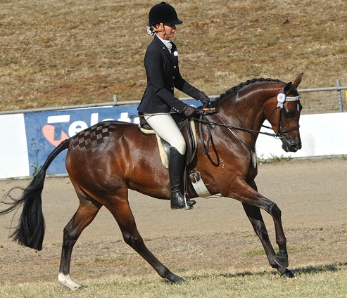 Farleigh Clementine 
(Trellech Enigma (imp) x Helden Park Mannequin (TB)