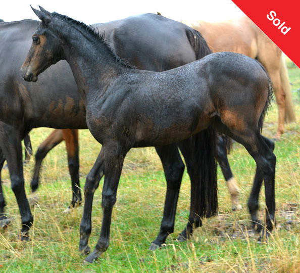 S:Trellech Enigma (imp) 
D:Clemson Sienna 
SOD Farleigh Nimrod. 
Filly with star/stripe to make large galloway